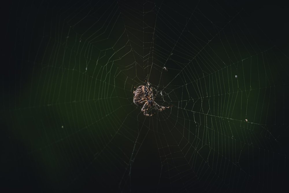 Пример Що таке Webhook?